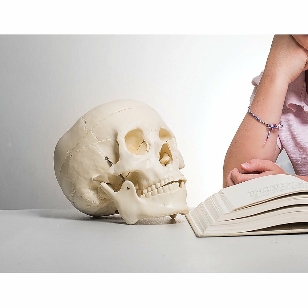 Life-Size Anatomical Skull Model With Movable Jaw & Teeth Health & Beauty