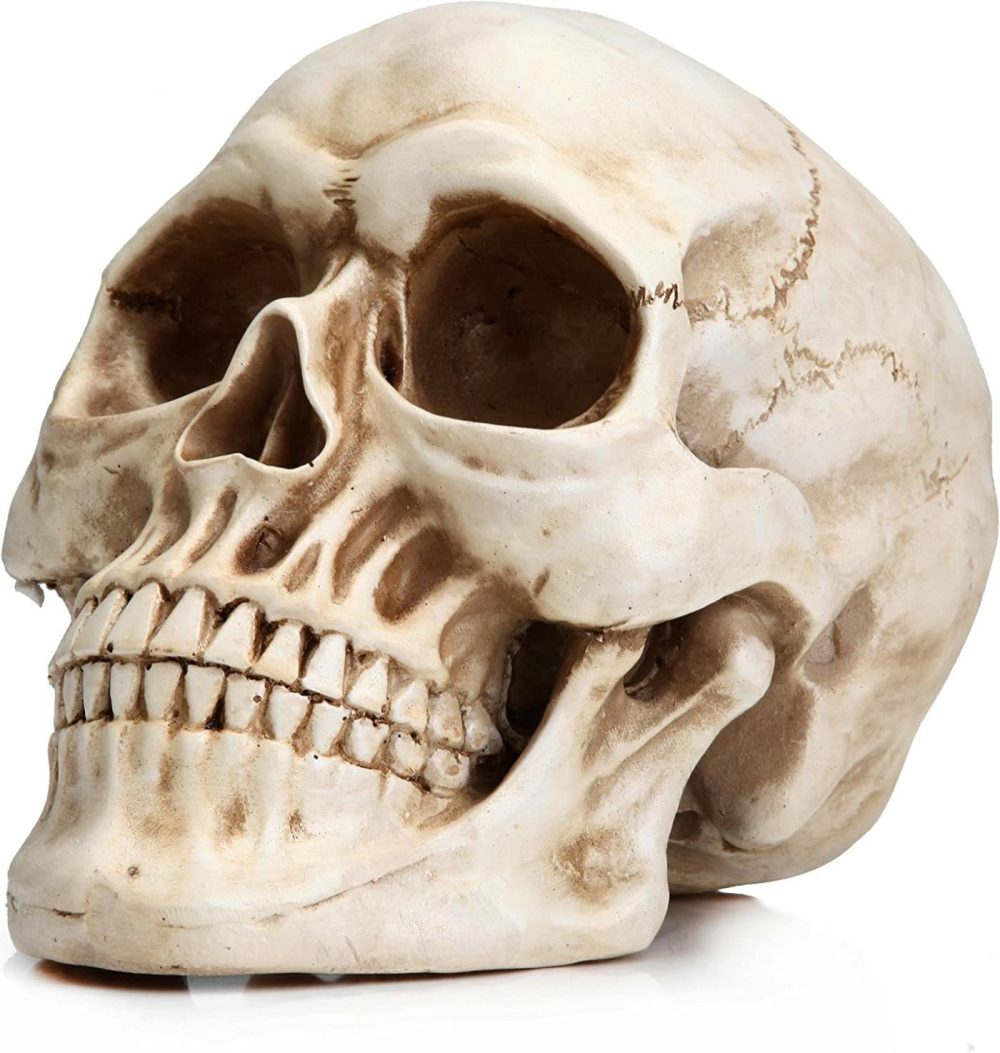 Realistic Full-Size 1:1 Resin Human Skull Model Health & Beauty